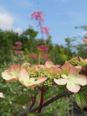 VIBURNUM plicatum 'Kilimanjaro' - image 3