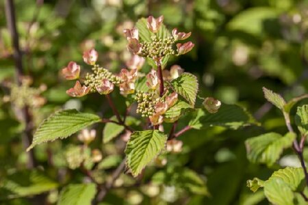 VIBURNUM plicatum 'Kilimanjaro Sunrise' - image 1