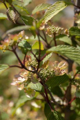 VIBURNUM plicatum 'Kilimanjaro Sunrise' - image 2