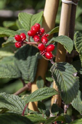 VIBURNUM plicatum 'Kilimanjaro Sunrise' - image 3