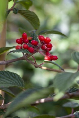 VIBURNUM plicatum 'Kilimanjaro Sunrise' - image 4