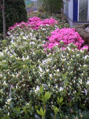 AZALEA 'Snow' - image 3