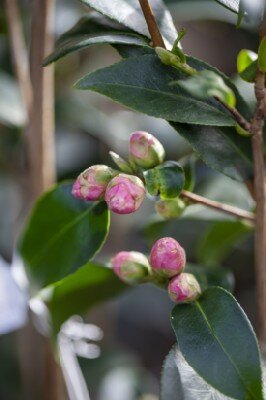 CAMELLIA 'Spring Festival'