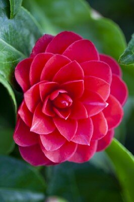 CAMELLIA 'Black Lace' - image 1