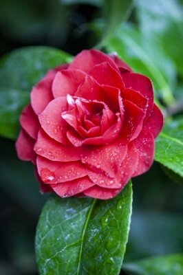 CAMELLIA 'Black Lace' - image 2