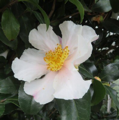 CAMELLIA sasanqua 'Cleopatra White' - image 1