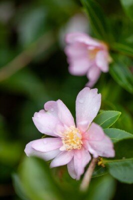 CAMELLIA sasanqua 'Navajo'