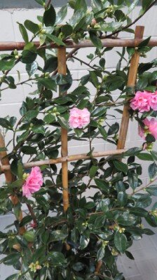 CAMELLIA hiemalis 'Showa-no-sakae'