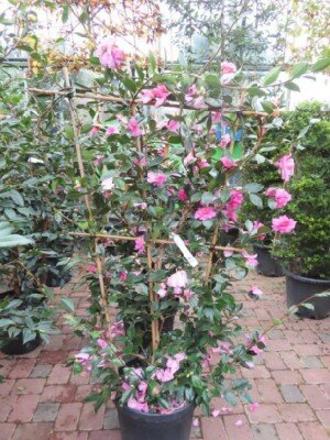 CAMELLIA hiemalis 'Showa-no-sakae'