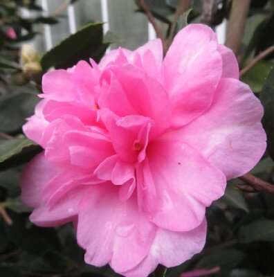 CAMELLIA hiemalis 'Showa-no-sakae'