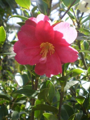 CAMELLIA sasanqua 'Hiryu'