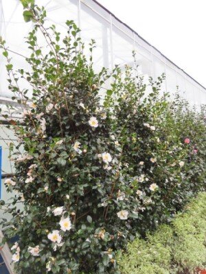 CAMELLIA sasanqua 'Cleopatra White' - image 2