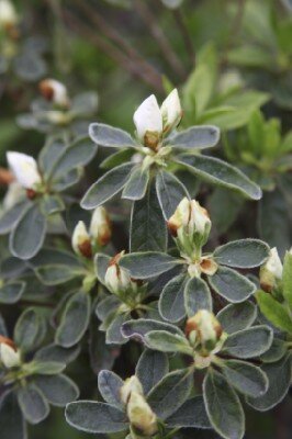 AZALEA japonica 'Kathy Ann'