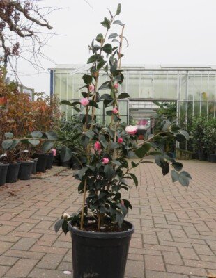 CAMELLIA sasanqua 'Beatrice Emily' - image 2