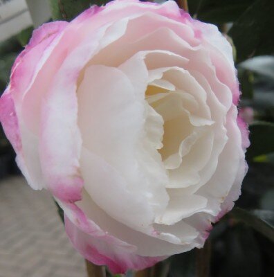 CAMELLIA sasanqua 'Beatrice Emily' - image 1