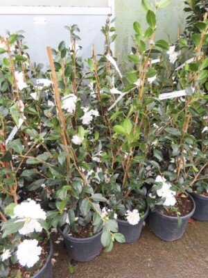 CAMELLIA sasanqua 'Biancaneve' - image 1