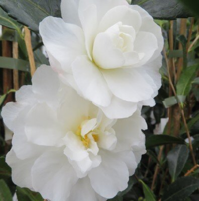 CAMELLIA sasanqua 'Biancaneve'