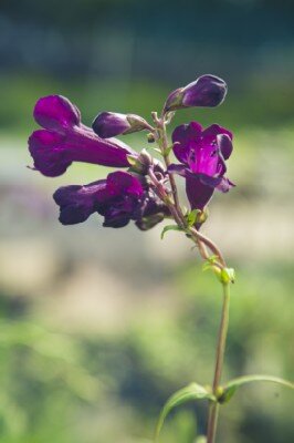 PENSTEMON 'Raven'