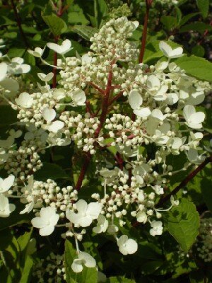 HYDRANGEA paniculata 'Wim's Red'