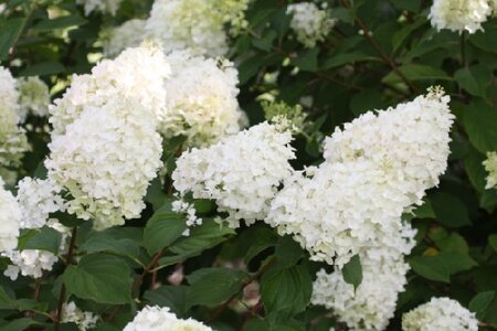 HYDRANGEA paniculata 'Silver Dollar' - image 1