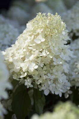 HYDRANGEA paniculata 'Silver Dollar' - image 3