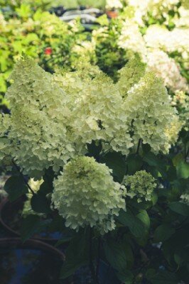 HYDRANGEA paniculata 'Silver Dollar' - image 4