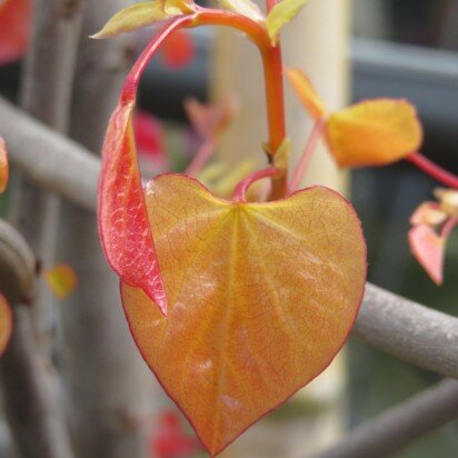 CERCIS canadensis 'Eternal Flame' - image 4