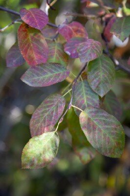 AMELANCHIER lamarckii - image 4