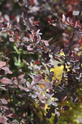 BERBERIS thunbergii 'Atropurpurea' - image 2