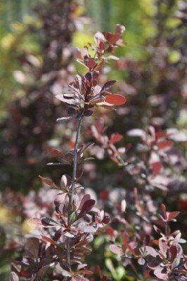 BERBERIS thunbergii 'Atropurpurea' - image 3