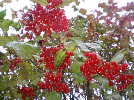 VIBURNUM opulus