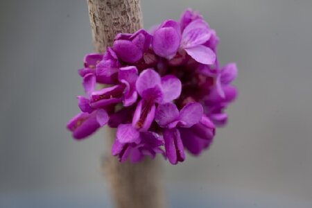 CERCIS chinensis 'Diane' - image 1