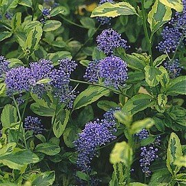 CEANOTHUS 'El Dorado'