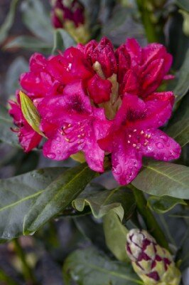 RHODODENDRON 'Nova Zembla'