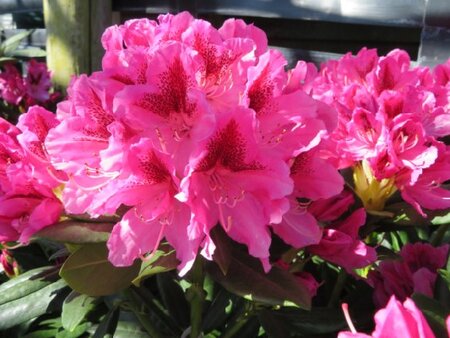 RHODODENDRON 'Cosmopolitan' - image 1