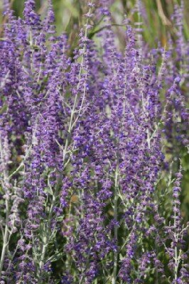 SALVIA 'Little Spire' - image 1