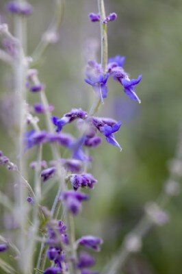 SALVIA 'Little Spire' - image 2