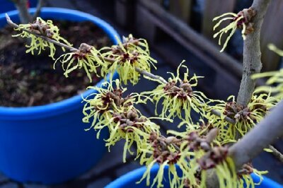 HAMAMELIS x intermedia 'Pallida' - image 1