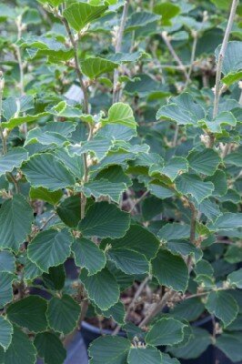 HAMAMELIS x intermedia 'Pallida' - image 2