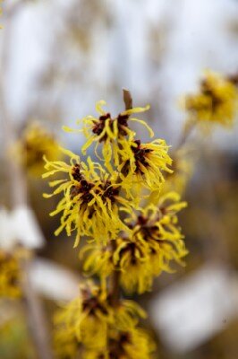 HAMAMELIS x intermedia 'Pallida' - image 4