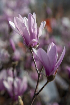 MAGNOLIA 'George Henry Kern'