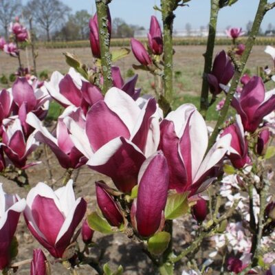 MAGNOLIA 'March Til Frost' - image 1