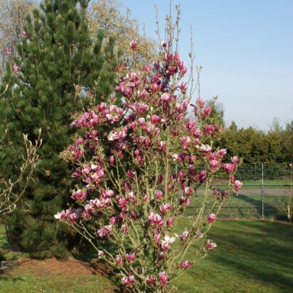 MAGNOLIA 'March Til Frost' - image 2