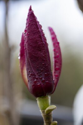 MAGNOLIA 'March Til Frost' - image 3