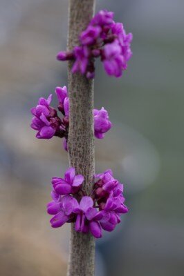 CERCIS chinensis 'Diane' - image 2