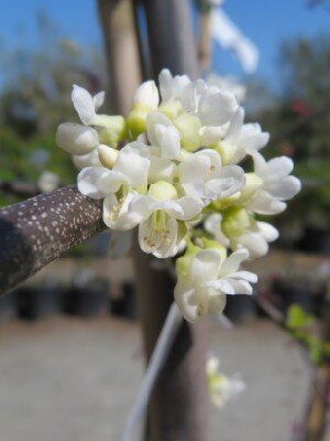 CERCIS canadensis 'Vanilla Twist' - image 1