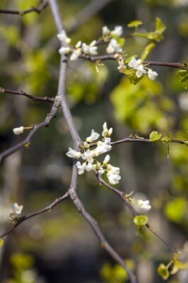 CERCIS canadensis 'Vanilla Twist' - image 2