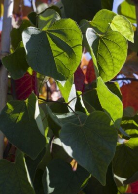 CERCIS canadensis 'Vanilla Twist' - image 3