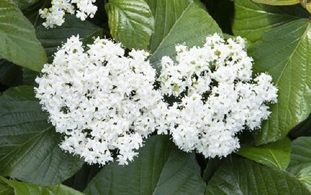 VIBURNUM 'Shiny Dancer' - image 1