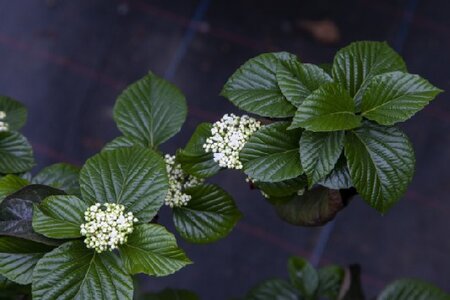 VIBURNUM 'Shiny Dancer' - image 2